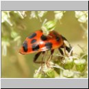 Harmonia axyridis - Asiatischer Marienkaefer 20.jpg